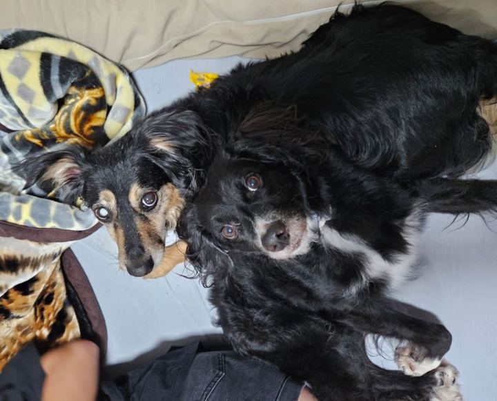 Dois cães deitados encostados um no outro na cama, depois do trabalho de convivência