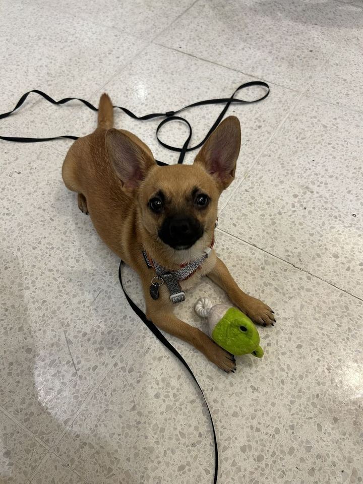 Cão deitado no chão com a guia longa frouxa ao lado, durante o adestramento a domicílio em São Paulo